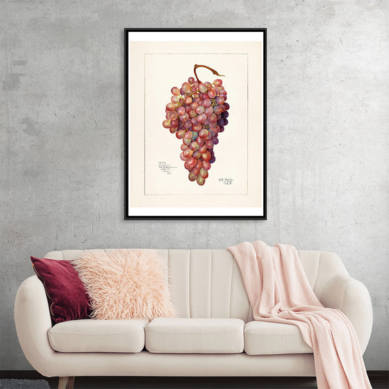 "Vintage Bunch of Red Grape Illustration"