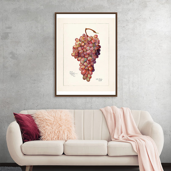 "Vintage Bunch of Red Grape Illustration"