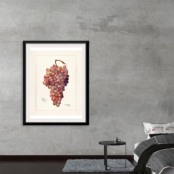 "Vintage Bunch of Red Grape Illustration"