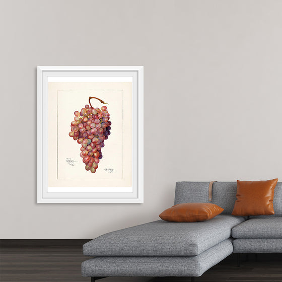 "Vintage Bunch of Red Grape Illustration"