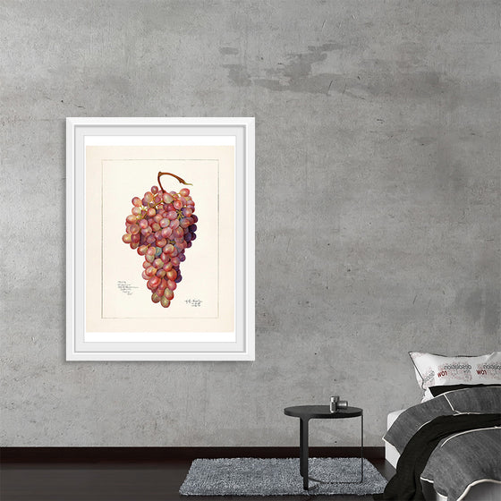 "Vintage Bunch of Red Grape Illustration"