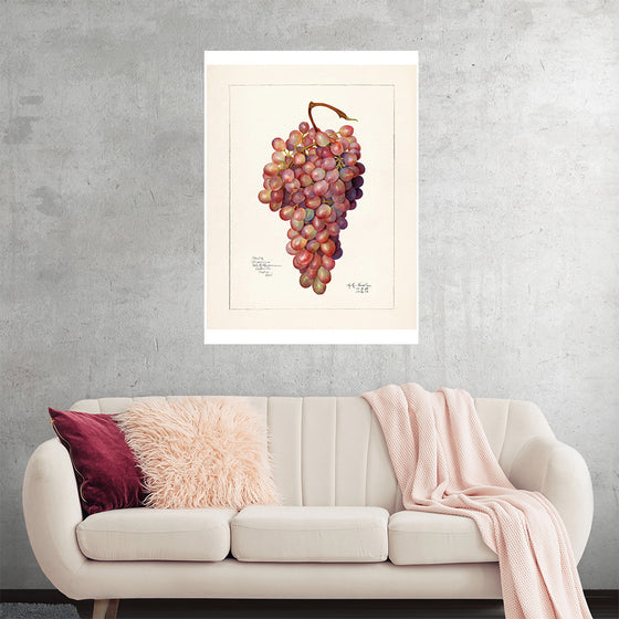 "Vintage Bunch of Red Grape Illustration"