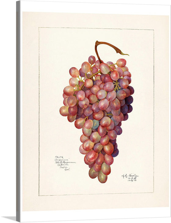 Experience the vibrant allure of this exquisite artwork, a print that brings to life a bunch of grapes with such realism, you can almost taste their juicy sweetness. The artist’s mastery of light and shadow breathes depth into each grape, their varying shades of red and green indicating different stages of ripeness.