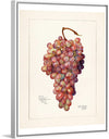 "Vintage Bunch of Red Grape Illustration"