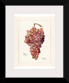 "Vintage Bunch of Red Grape Illustration"