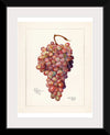 "Vintage Bunch of Red Grape Illustration"