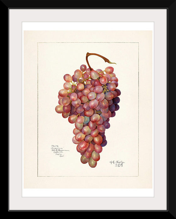 "Vintage Bunch of Red Grape Illustration"