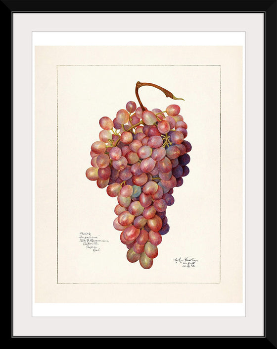 "Vintage Bunch of Red Grape Illustration"