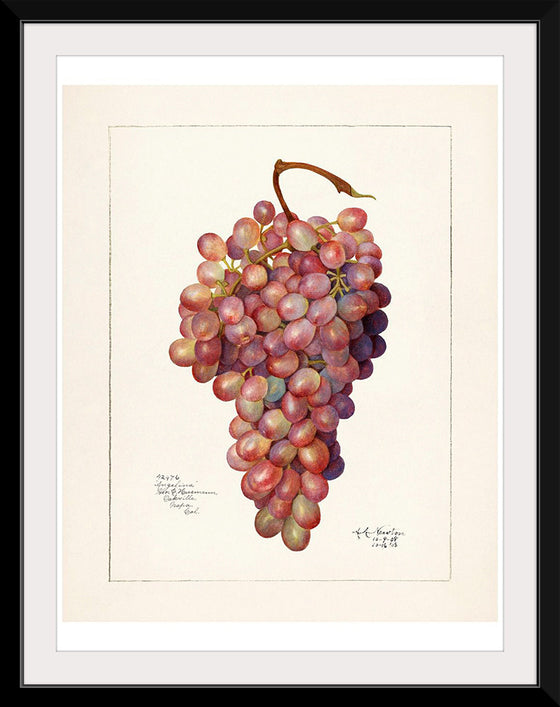 "Vintage Bunch of Red Grape Illustration"