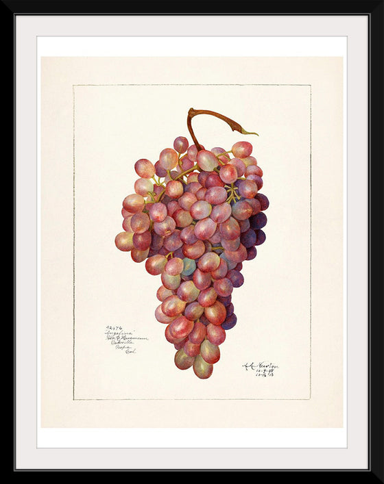 "Vintage Bunch of Red Grape Illustration"