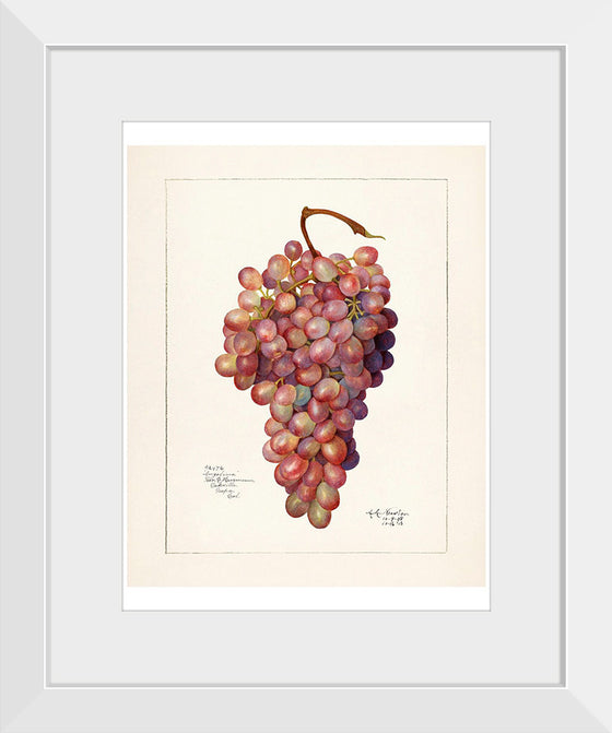 "Vintage Bunch of Red Grape Illustration"