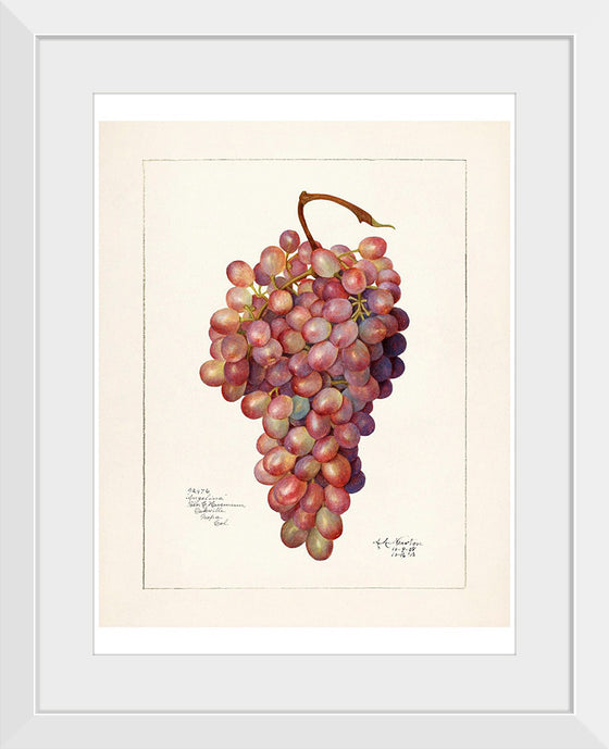 "Vintage Bunch of Red Grape Illustration"