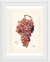 "Vintage Bunch of Red Grape Illustration"