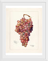 "Vintage Bunch of Red Grape Illustration"