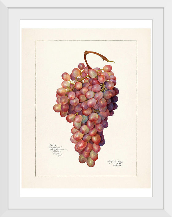 "Vintage Bunch of Red Grape Illustration"