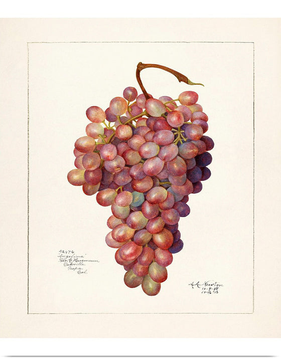 "Vintage Bunch of Red Grape Illustration"