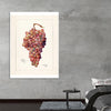 "Vintage Bunch of Red Grape Illustration"