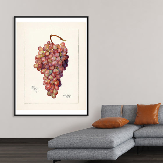 "Vintage Bunch of Red Grape Illustration"