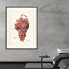 "Vintage Bunch of Red Grape Illustration"