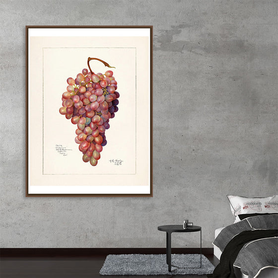 "Vintage Bunch of Red Grape Illustration"