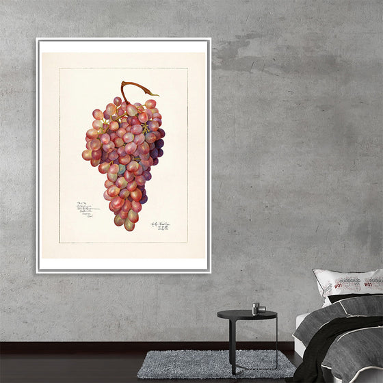 "Vintage Bunch of Red Grape Illustration"