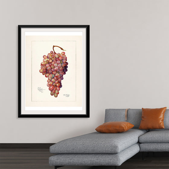 "Vintage Bunch of Red Grape Illustration"