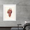 "Vintage Bunch of Red Grape Illustration"