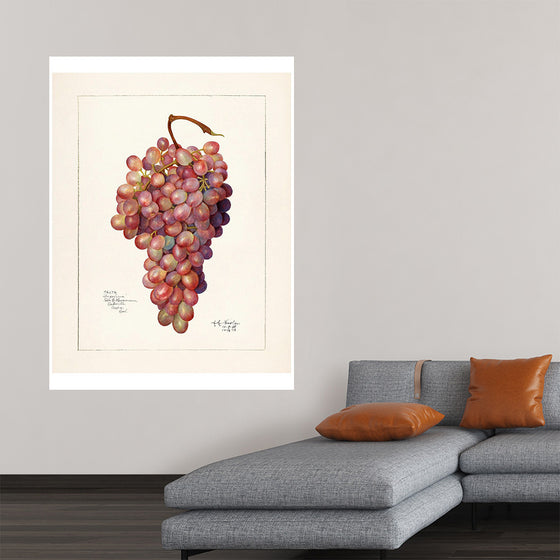 "Vintage Bunch of Red Grape Illustration"