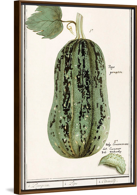 "Pumpkin, Cucurbita Pepo (1596–1610)", Anselmus Boëtius de Boodt