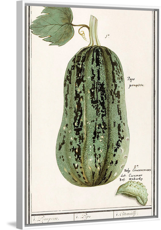 "Pumpkin, Cucurbita Pepo (1596–1610)", Anselmus Boëtius de Boodt