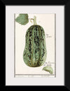 "Pumpkin, Cucurbita Pepo (1596–1610)", Anselmus Boëtius de Boodt