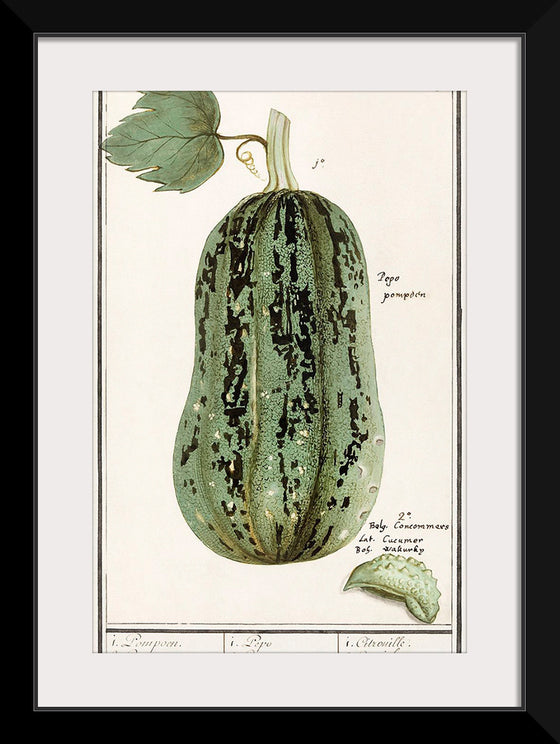 "Pumpkin, Cucurbita Pepo (1596–1610)", Anselmus Boëtius de Boodt