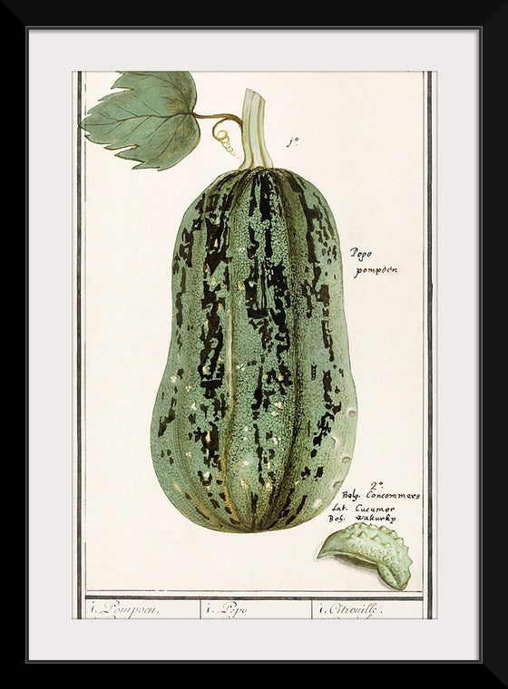 "Pumpkin, Cucurbita Pepo (1596–1610)", Anselmus Boëtius de Boodt