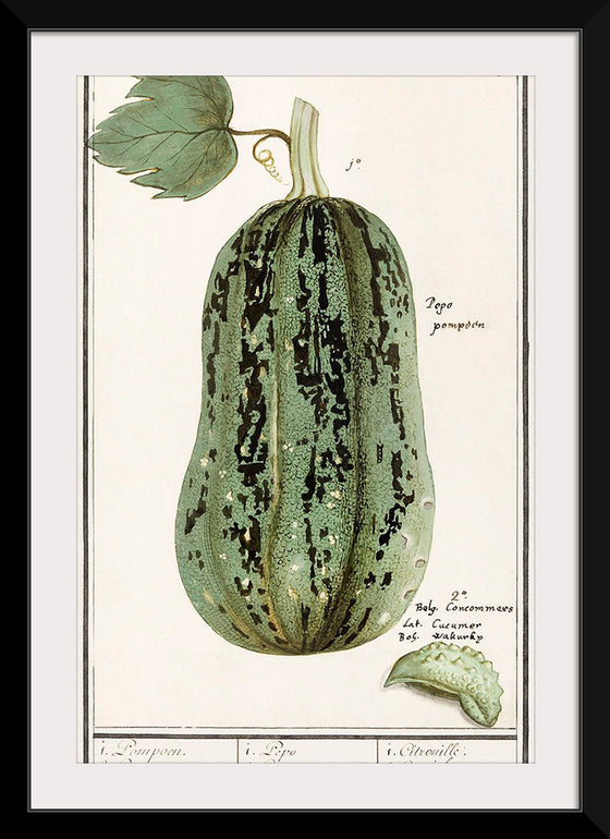 "Pumpkin, Cucurbita Pepo (1596–1610)", Anselmus Boëtius de Boodt