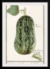 "Pumpkin, Cucurbita Pepo (1596–1610)", Anselmus Boëtius de Boodt