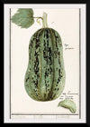 "Pumpkin, Cucurbita Pepo (1596–1610)", Anselmus Boëtius de Boodt