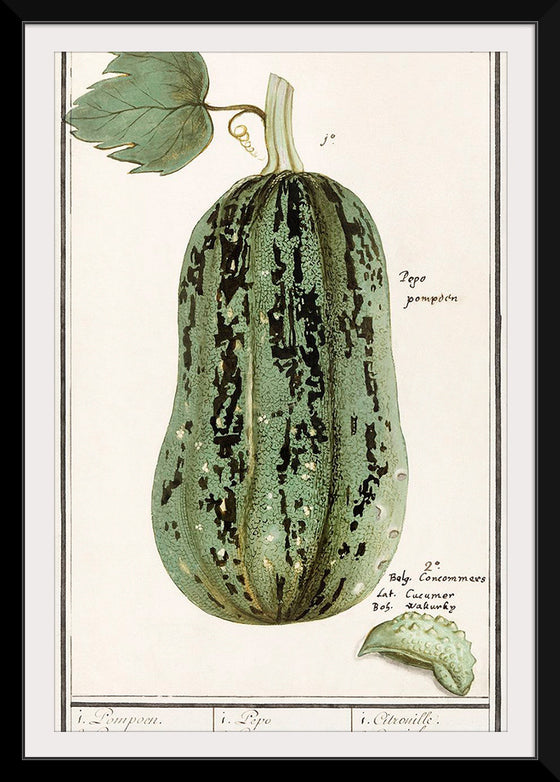 "Pumpkin, Cucurbita Pepo (1596–1610)", Anselmus Boëtius de Boodt