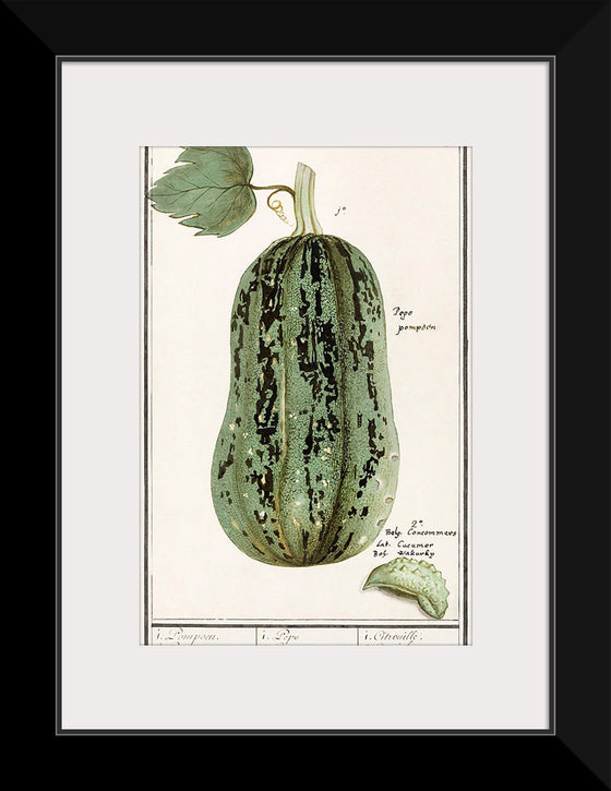 "Pumpkin, Cucurbita Pepo (1596–1610)", Anselmus Boëtius de Boodt