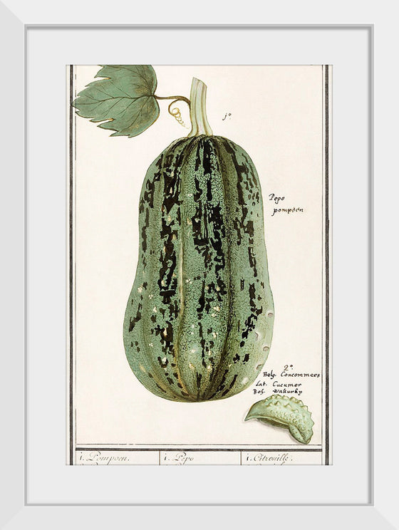 "Pumpkin, Cucurbita Pepo (1596–1610)", Anselmus Boëtius de Boodt