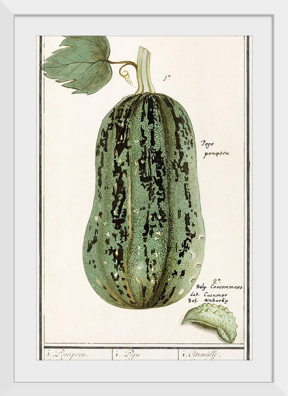 "Pumpkin, Cucurbita Pepo (1596–1610)", Anselmus Boëtius de Boodt