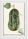 "Pumpkin, Cucurbita Pepo (1596–1610)", Anselmus Boëtius de Boodt