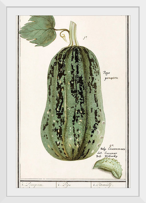 "Pumpkin, Cucurbita Pepo (1596–1610)", Anselmus Boëtius de Boodt