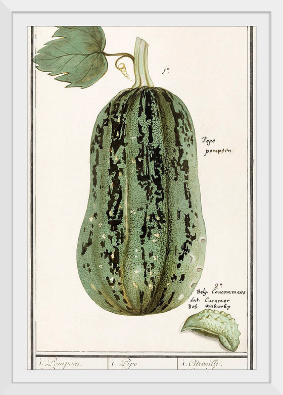 "Pumpkin, Cucurbita Pepo (1596–1610)", Anselmus Boëtius de Boodt