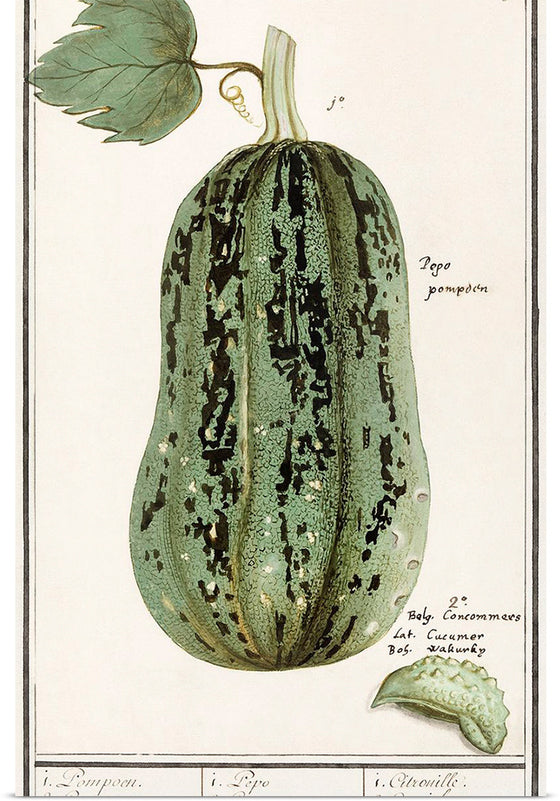 "Pumpkin, Cucurbita Pepo (1596–1610)", Anselmus Boëtius de Boodt