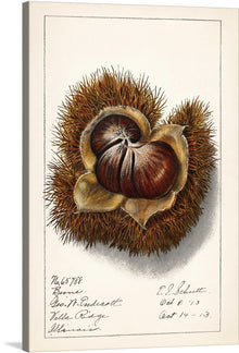  “Chestnut (Castanea)” by Ellen Isham Schutt is a beautiful and detailed print of a chestnut. The print is perfect for nature lovers and those who appreciate fine art. The chestnut is shown in its natural state, with its spiny outer shell and rich brown color. 