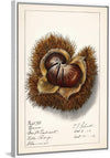 "Chestnut (Castanea)", Ellen Isham Schutt