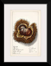 "Chestnut (Castanea)", Ellen Isham Schutt