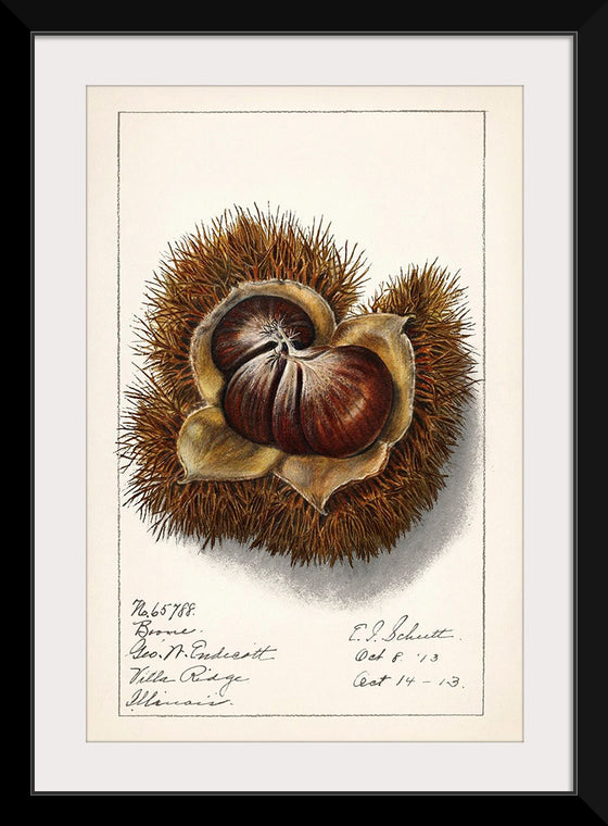 "Chestnut (Castanea)", Ellen Isham Schutt