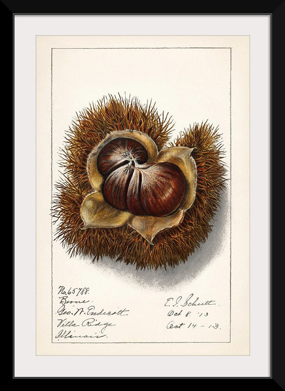 "Chestnut (Castanea)", Ellen Isham Schutt