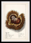 "Chestnut (Castanea)", Ellen Isham Schutt